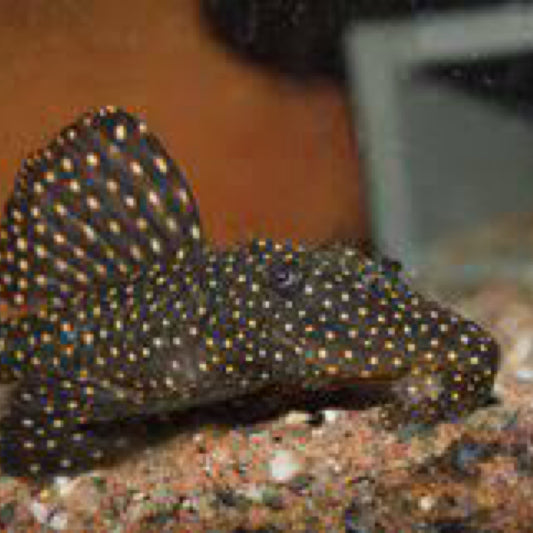 Galaxy Pleco