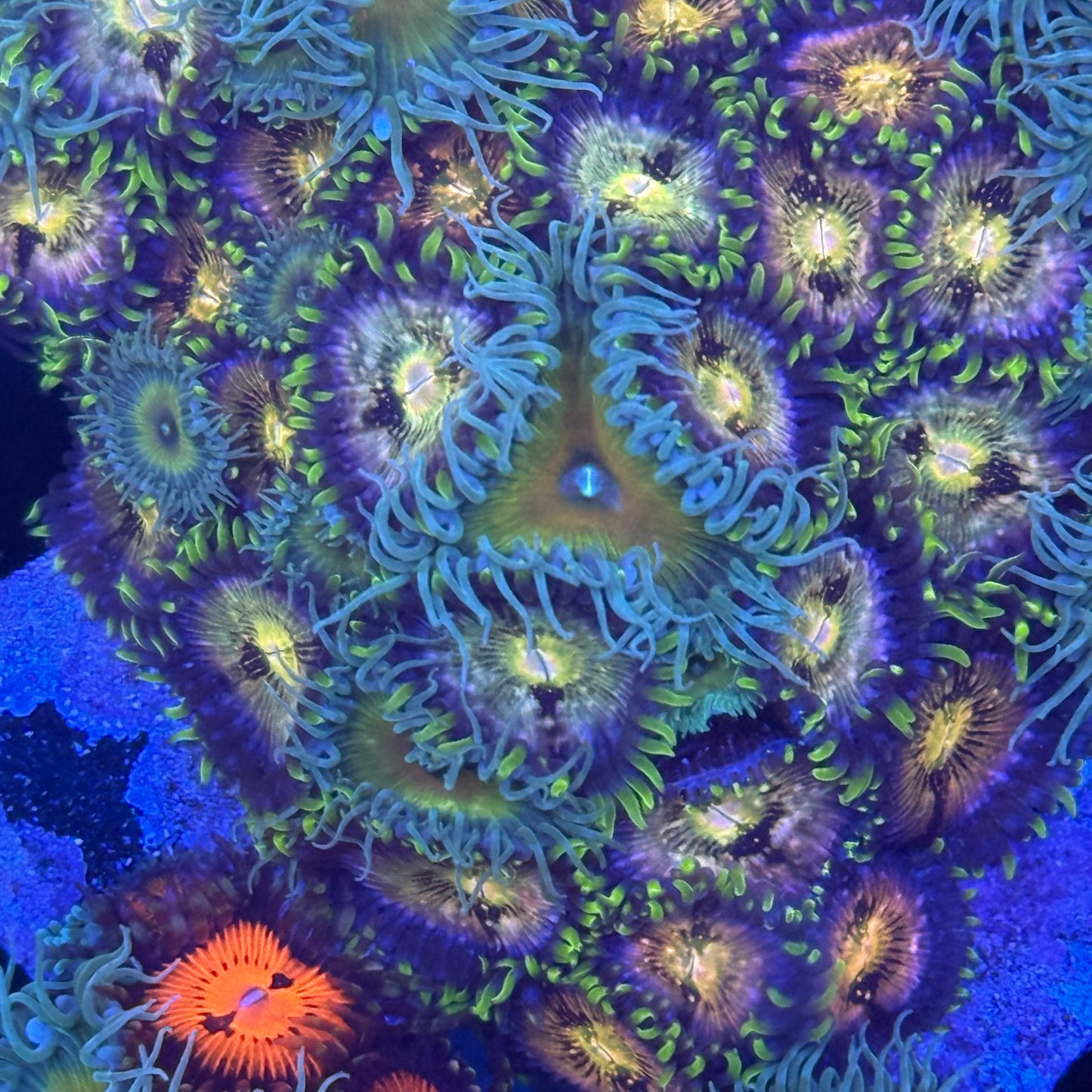 Mixed Zoanthids