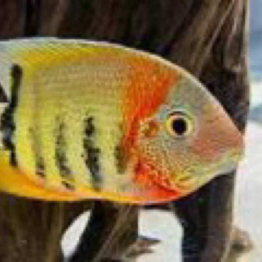 Orange Shoulder Severum - 5 inch
