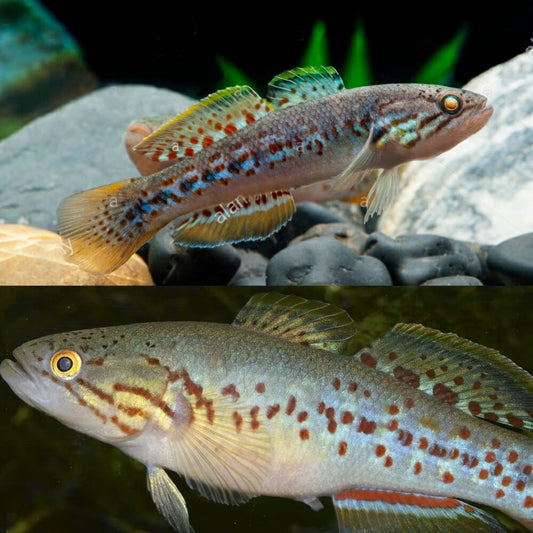 Northern Purple Spot Gudgeon (Locally aqua-cultured)