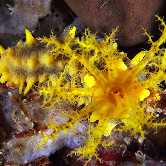 Yellow Sea Cucumber Small