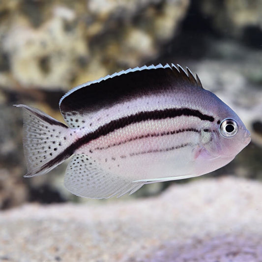 Ang Angelfish ni Lamarck