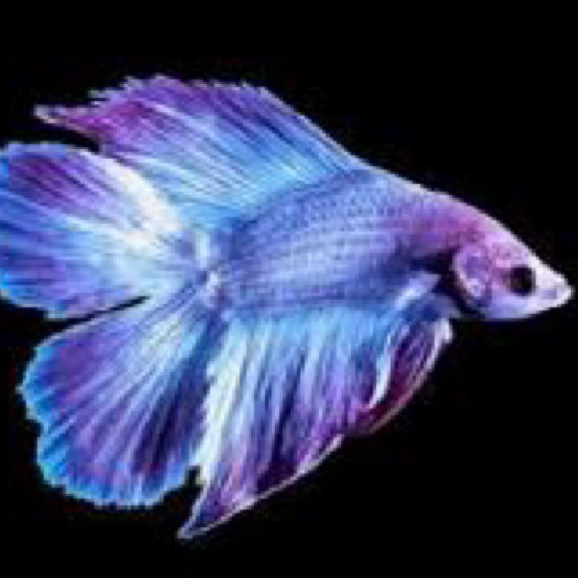Twin Tail Betta