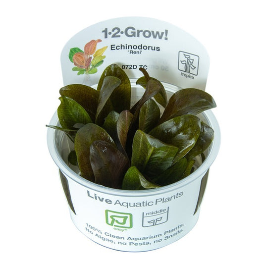 Tropica Echinodorus 'Reni' 1-2-Grow