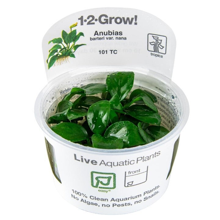 Tropica Anubias barteri nana 1-2-Grow