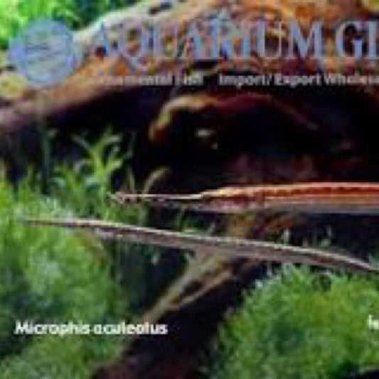 Fresh Water Needle Nose Pipefish
