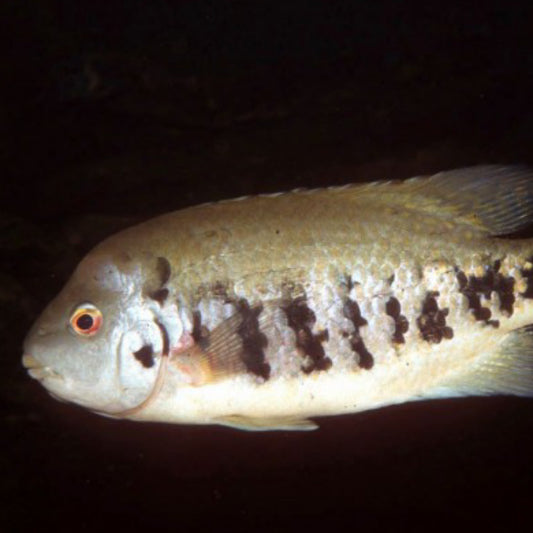 Tuba Cichlid (4 pulgada)