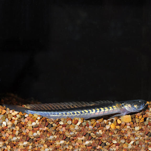 Fresh Water Dragon Goby