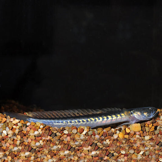 Fresh Water Dragon Goby