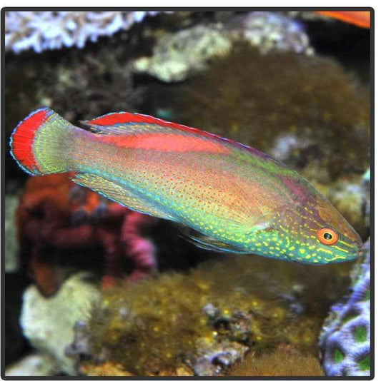 Pink Margin Male Fairy Wrasse