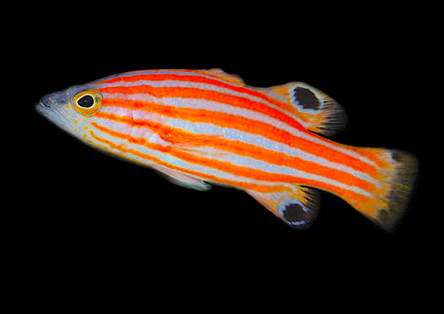 Swale's Swissguard Basslet