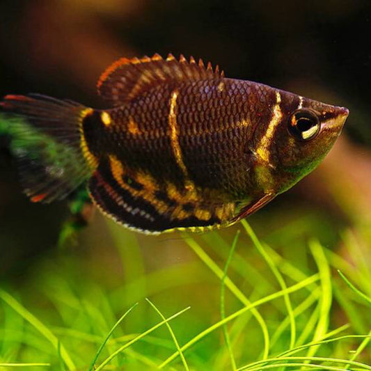 Chocolate Gourami
