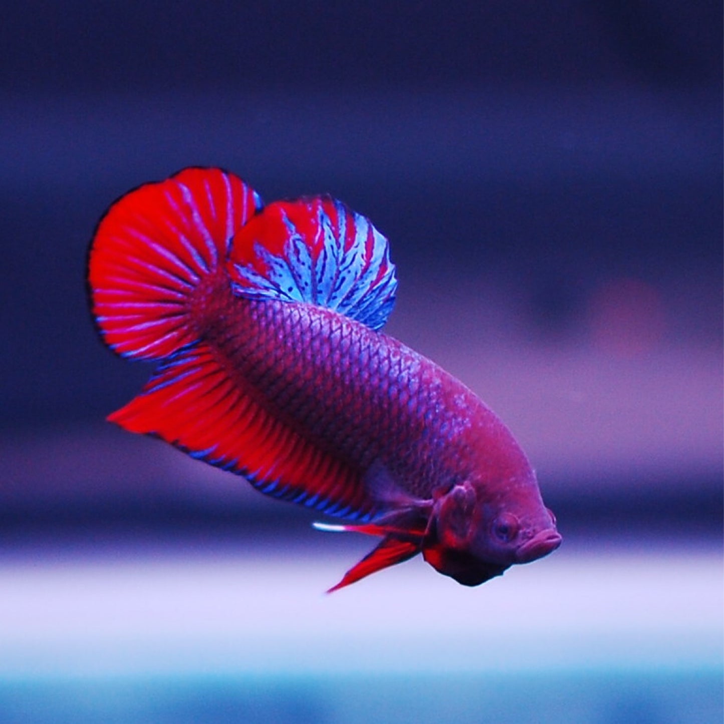 Betta Plakat
