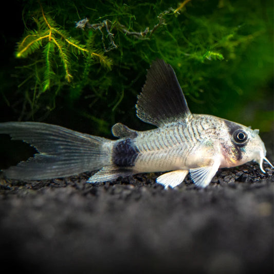 Longfin Panda Corydora