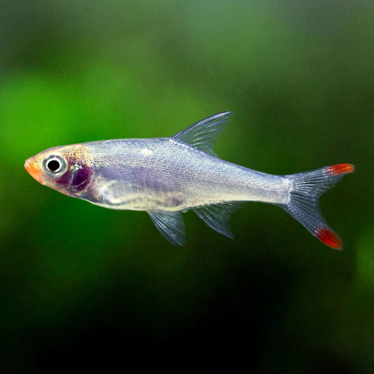 Micro Naked Rasbora