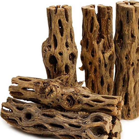 Cholla Wood
