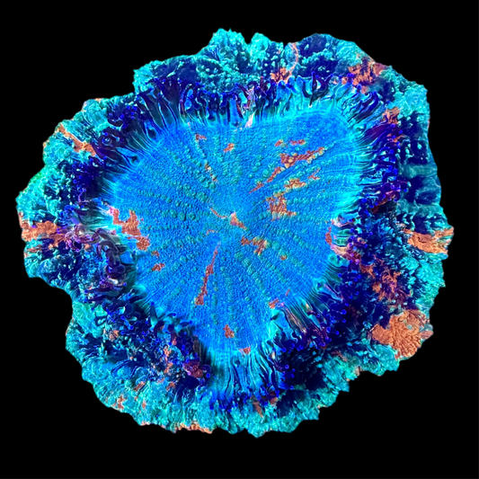 Rainbow Acanthophyllia XL