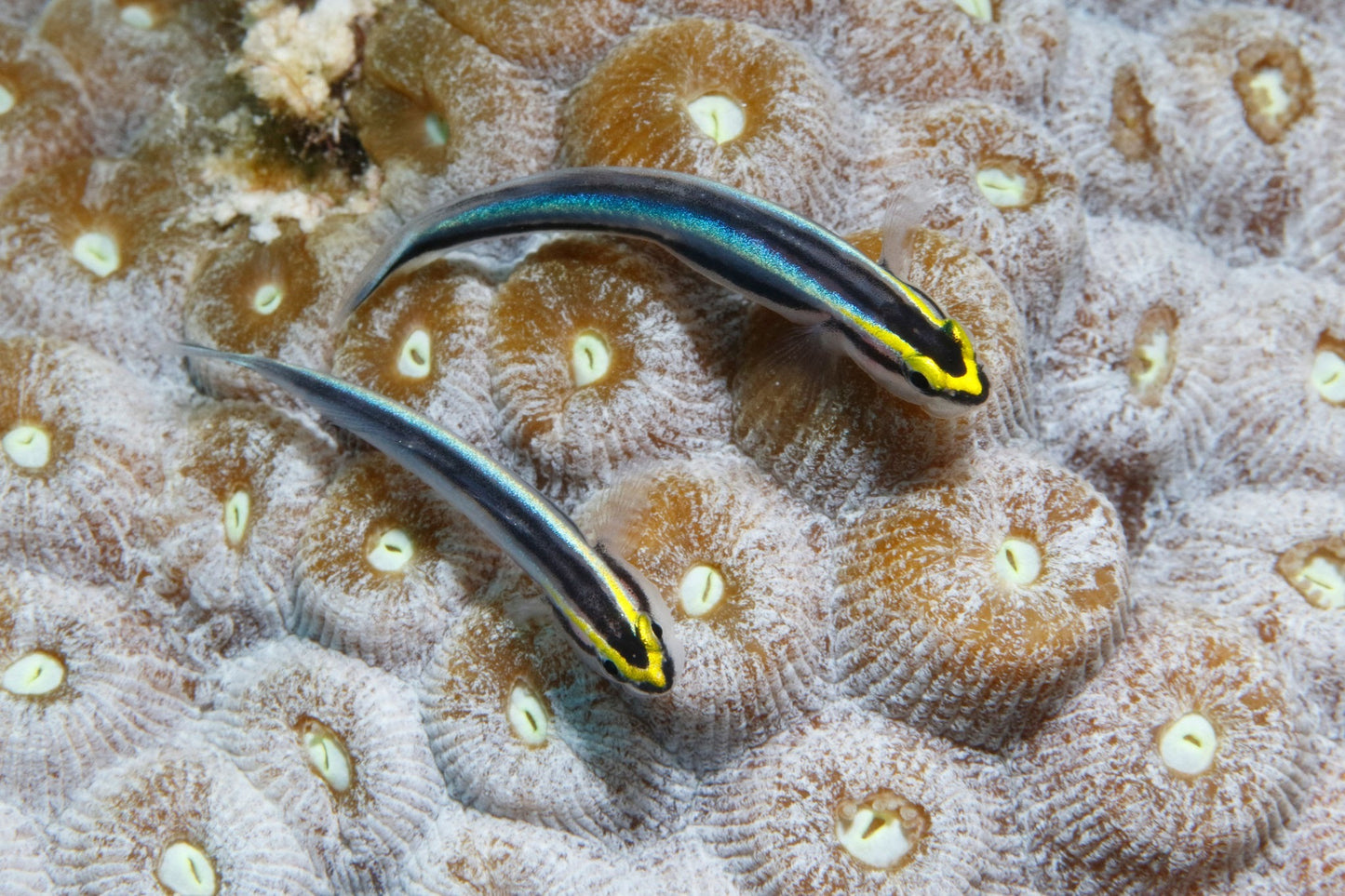 Proaquatix Captive Bred Sharknose Goby