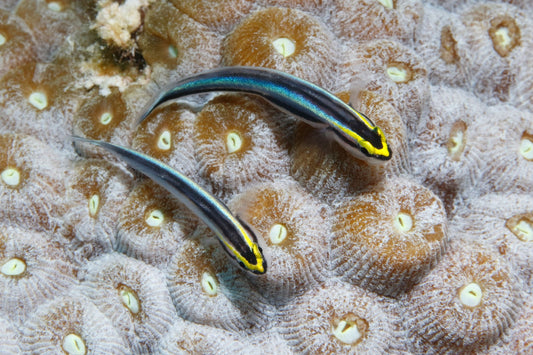 Proaquatix Captive Bred Sharknose Goby