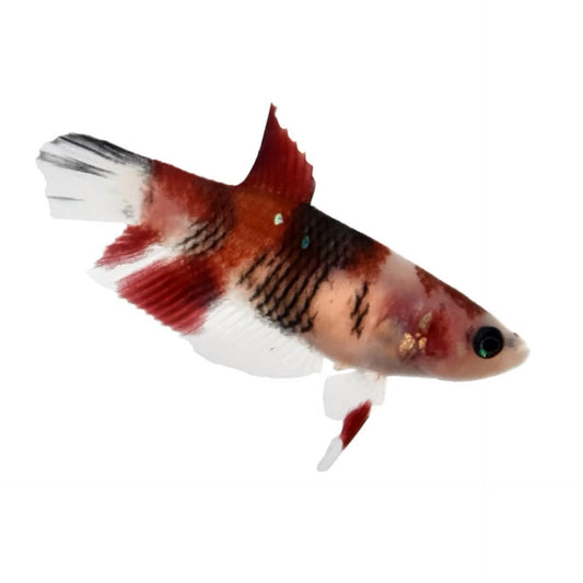 Koi Plakat Betta Female