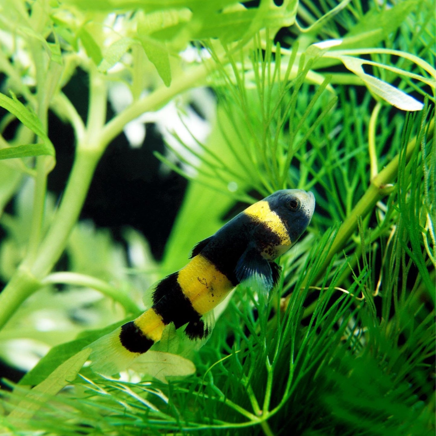 Bumble Bee Goby (Brachygobius doriae)