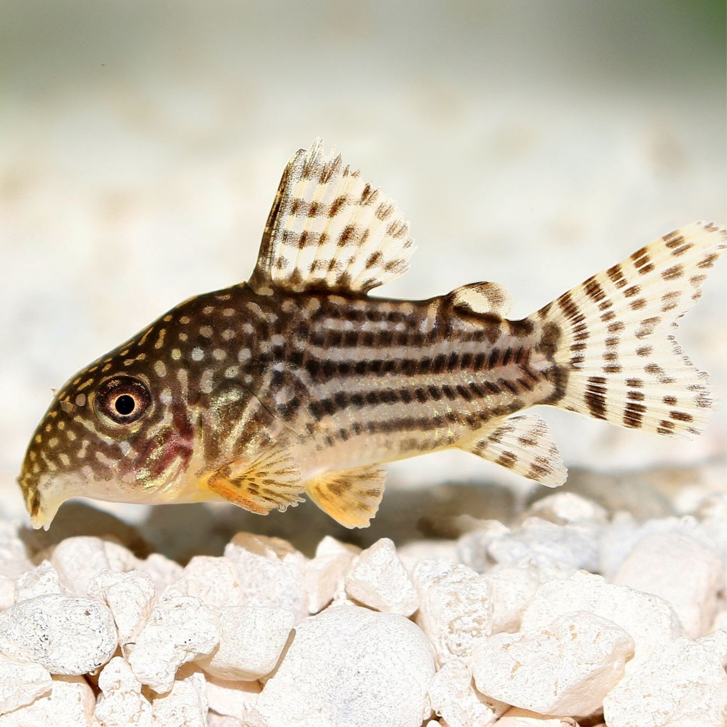 Sterbai Corydoras