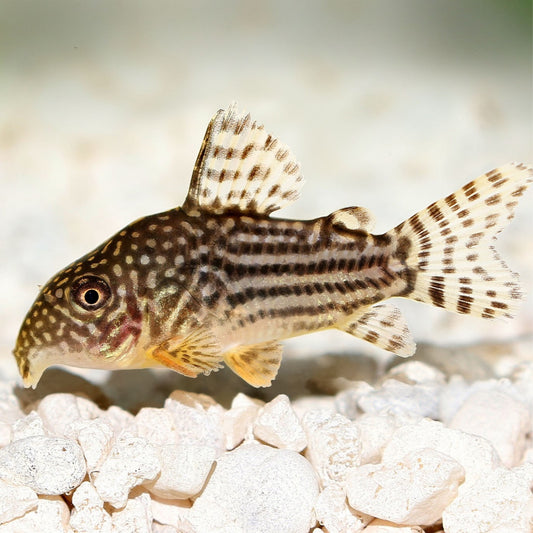 Sterbai Corydoras