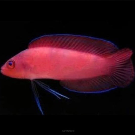 Red Serosa Dottyback