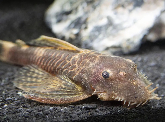 Female Bushy Nose Pleco