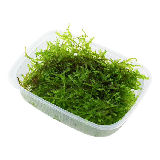 Tropica Vesicularia montagnei 'Christmas'