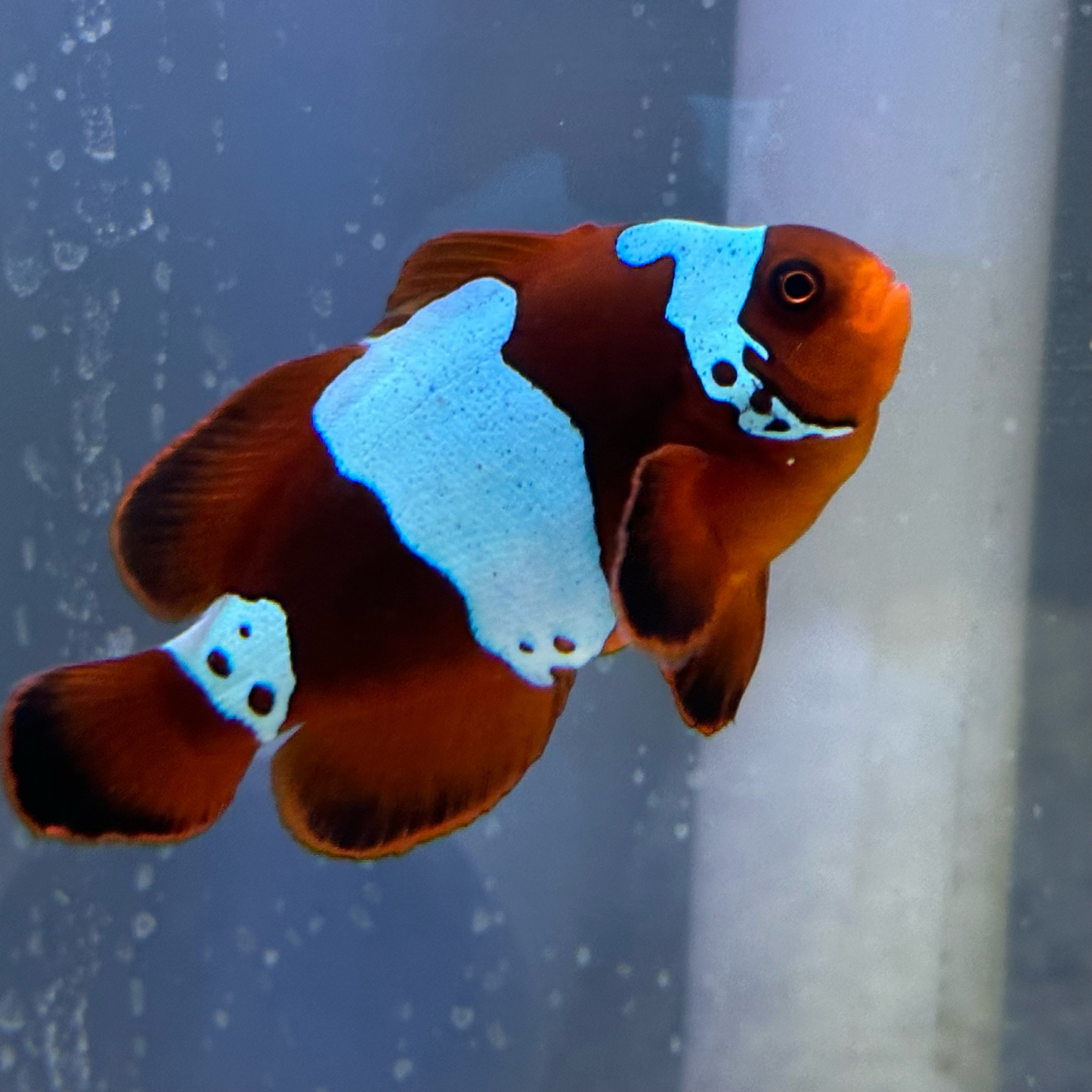 Captive Bred Lightning Maroon Clownfish