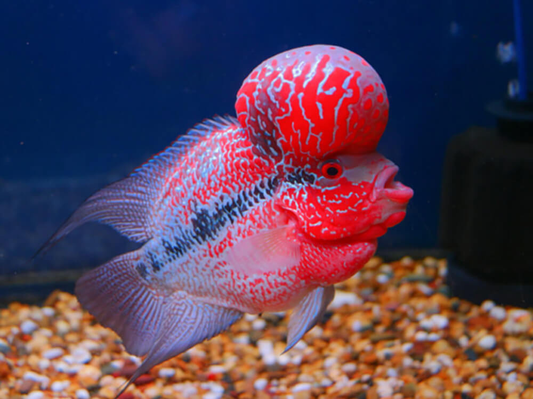 Red Dragon Flowerhorn AA Grade Male