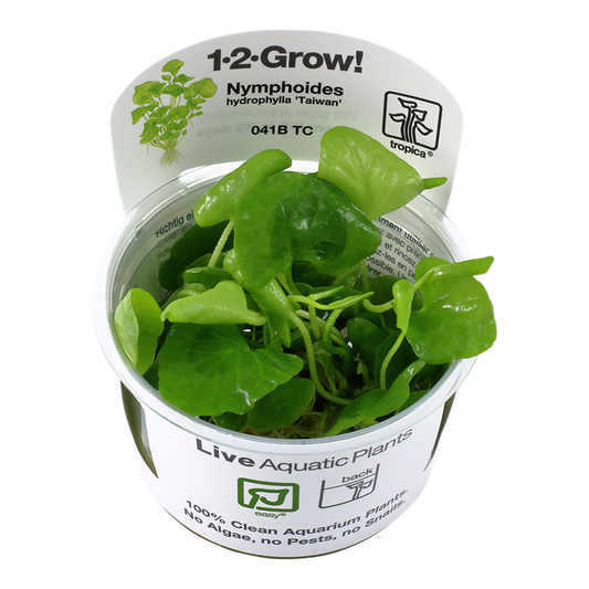Tropica Nymphoides hydrophylla 'Taiwan' 1-2-Grow
