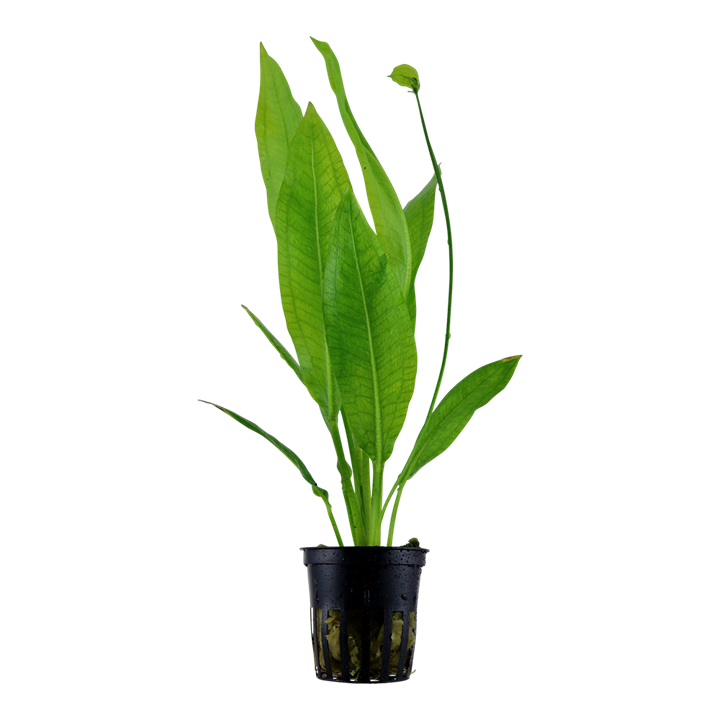 Tropica Echinodorus grisebachii 'Bleherae'