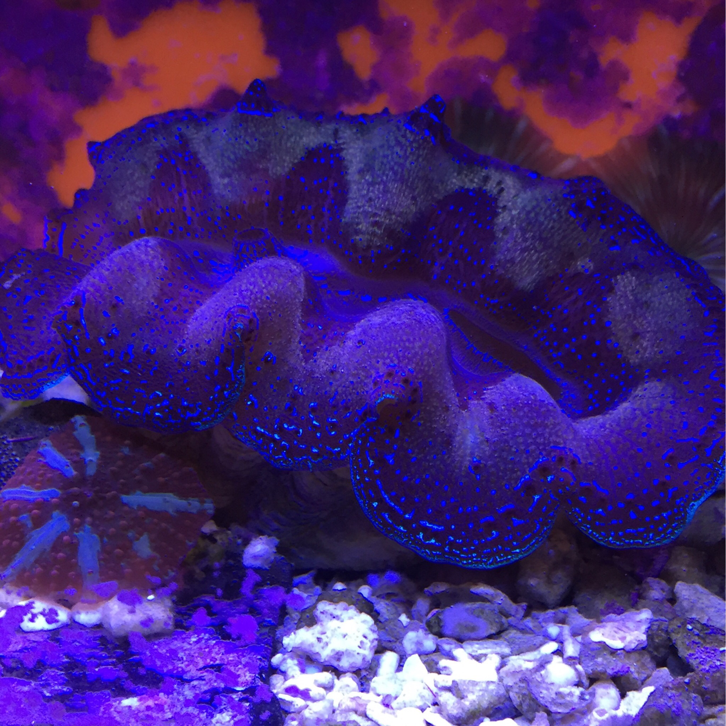 Tridacna Clams - Blue and Purple 3-4