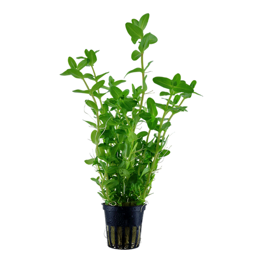 Tropica Bacopa caroliniana