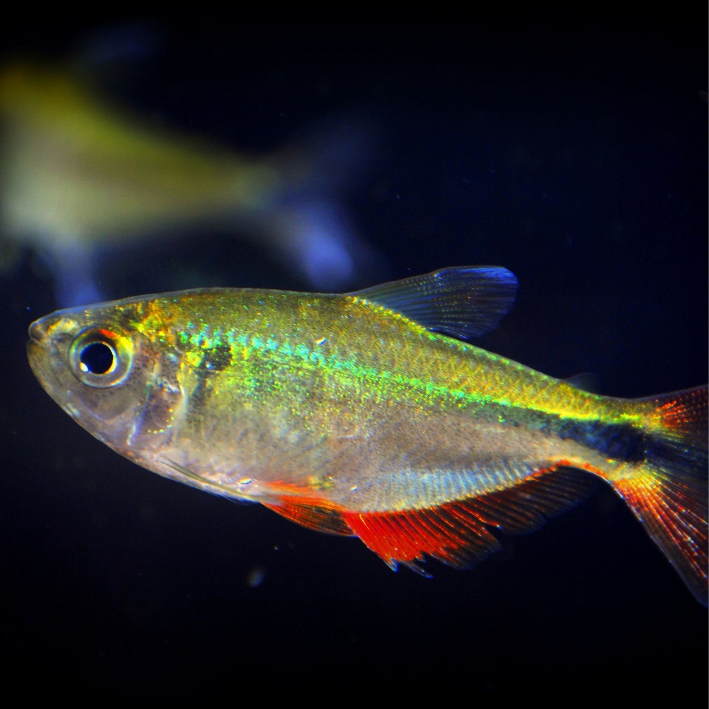 Buenos Airies Tetra