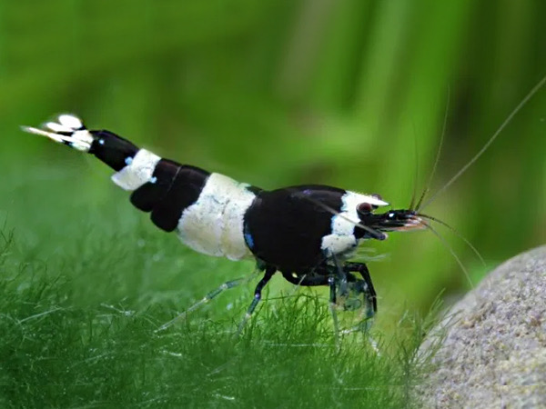 Black Crystal Shrimp