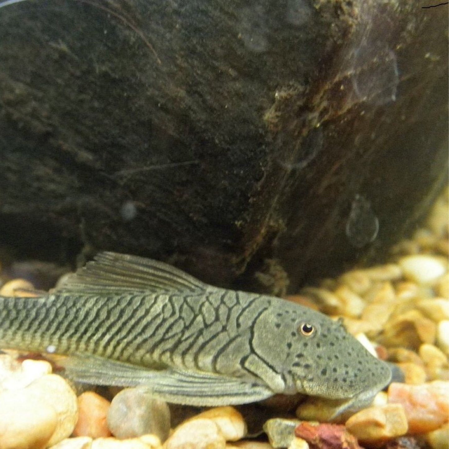 Rubber Lip Pleco