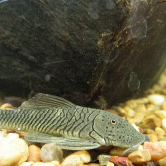 Rubber Lip Pleco
