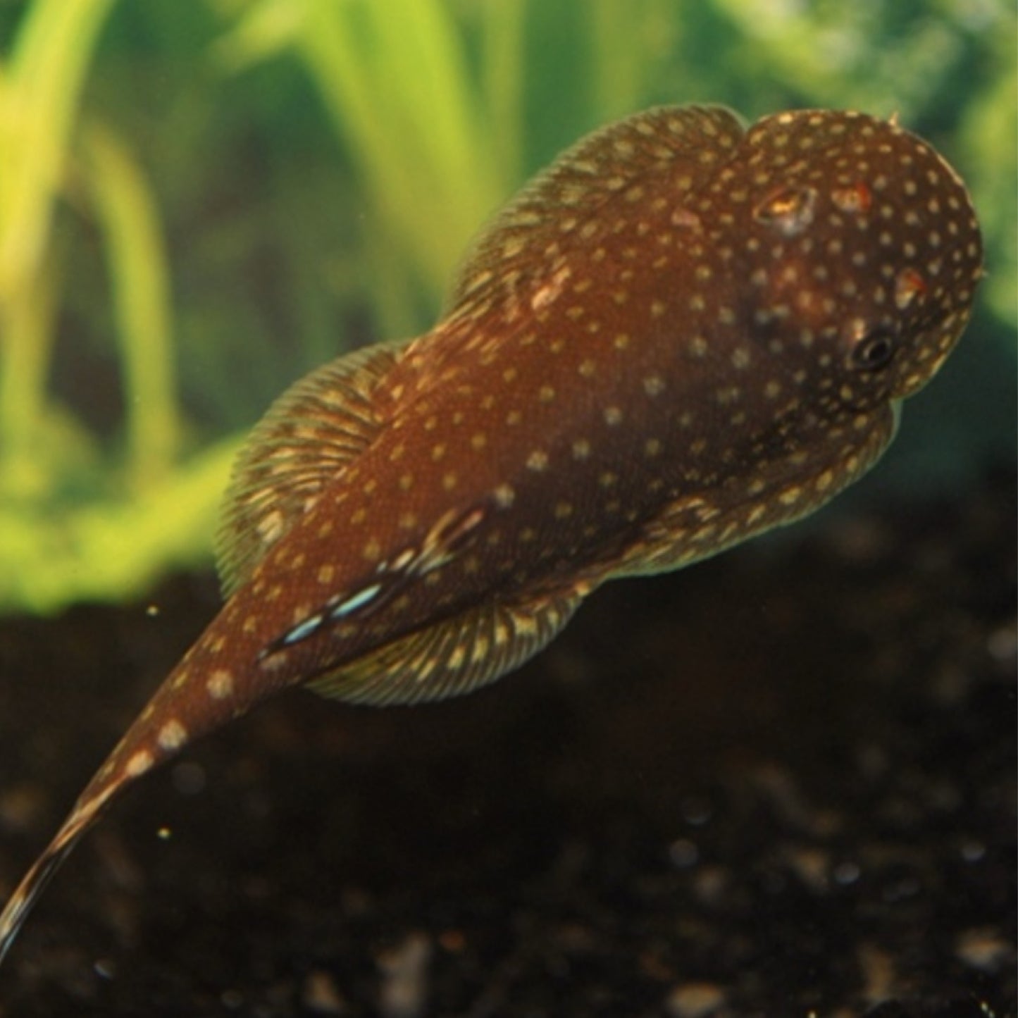 Zebra Hillstream Loach