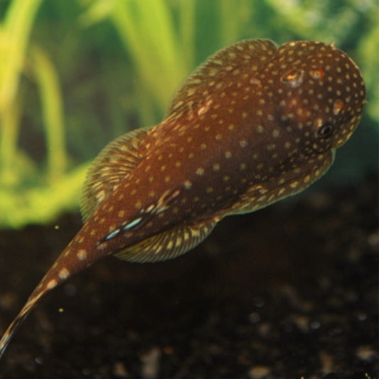 Zebra Hillstream Loach