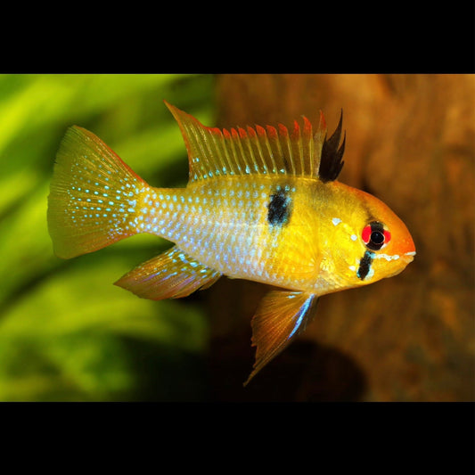 Blue Ram Cichlid