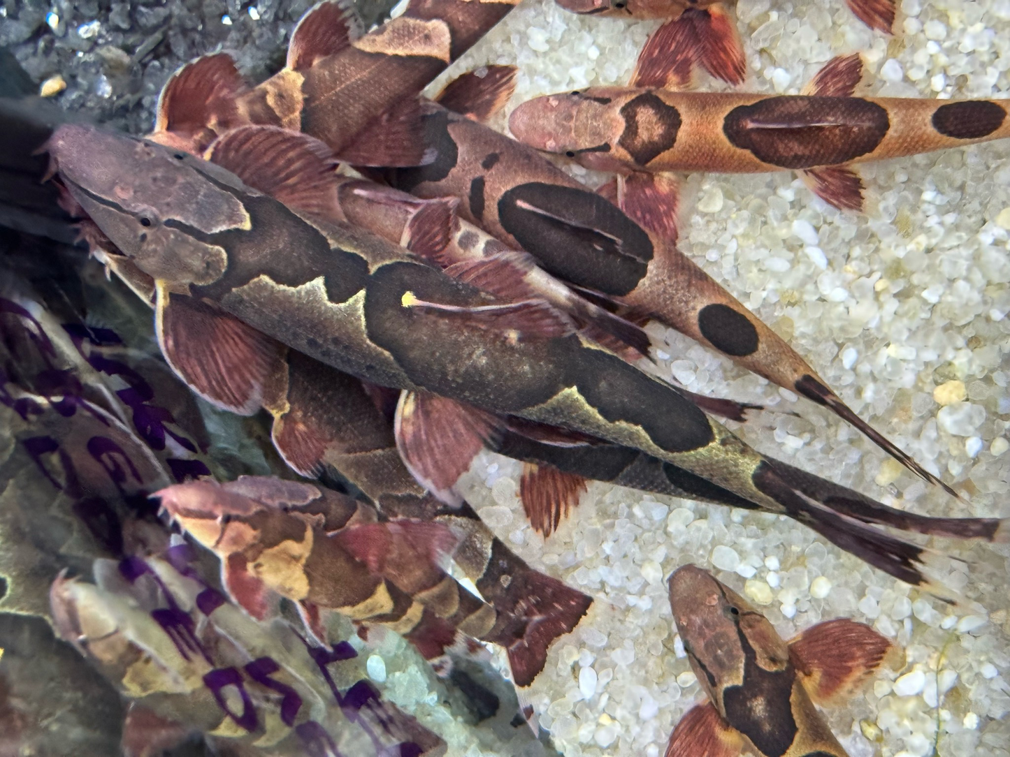 Saddled Hillstream Loach