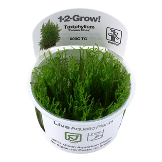 Tropica Taxiphyllum Alternans "Taiwan" 1-2-Grow