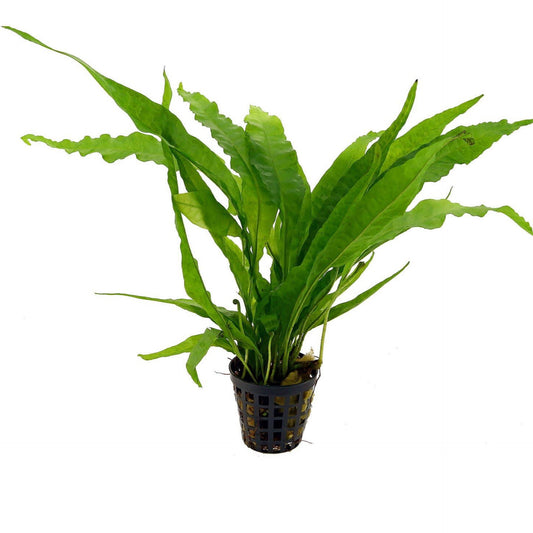Tropica Microsorum pteropus ˜Narrow