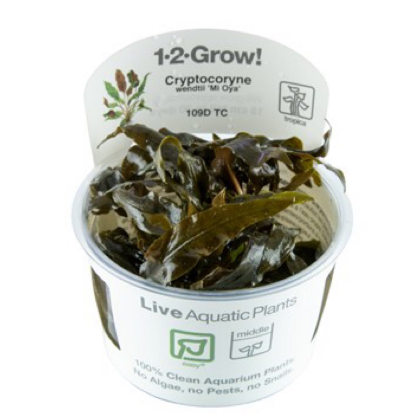 Tropica Cryptocoryne wendtii "Mi Oya" 1-2-Grow
