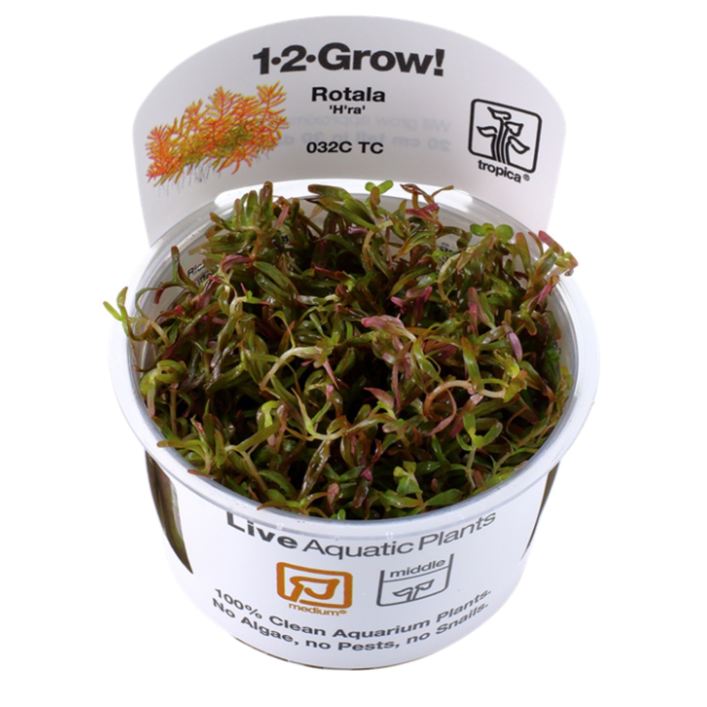 Tropica Rotala Rotundifolia "H'Ra" 1-2-Grow