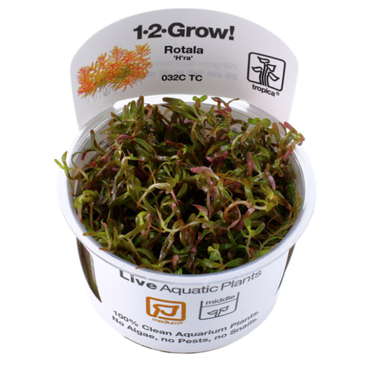Tropica Rotala Rotundifolia "H'Ra" 1-2-Grow