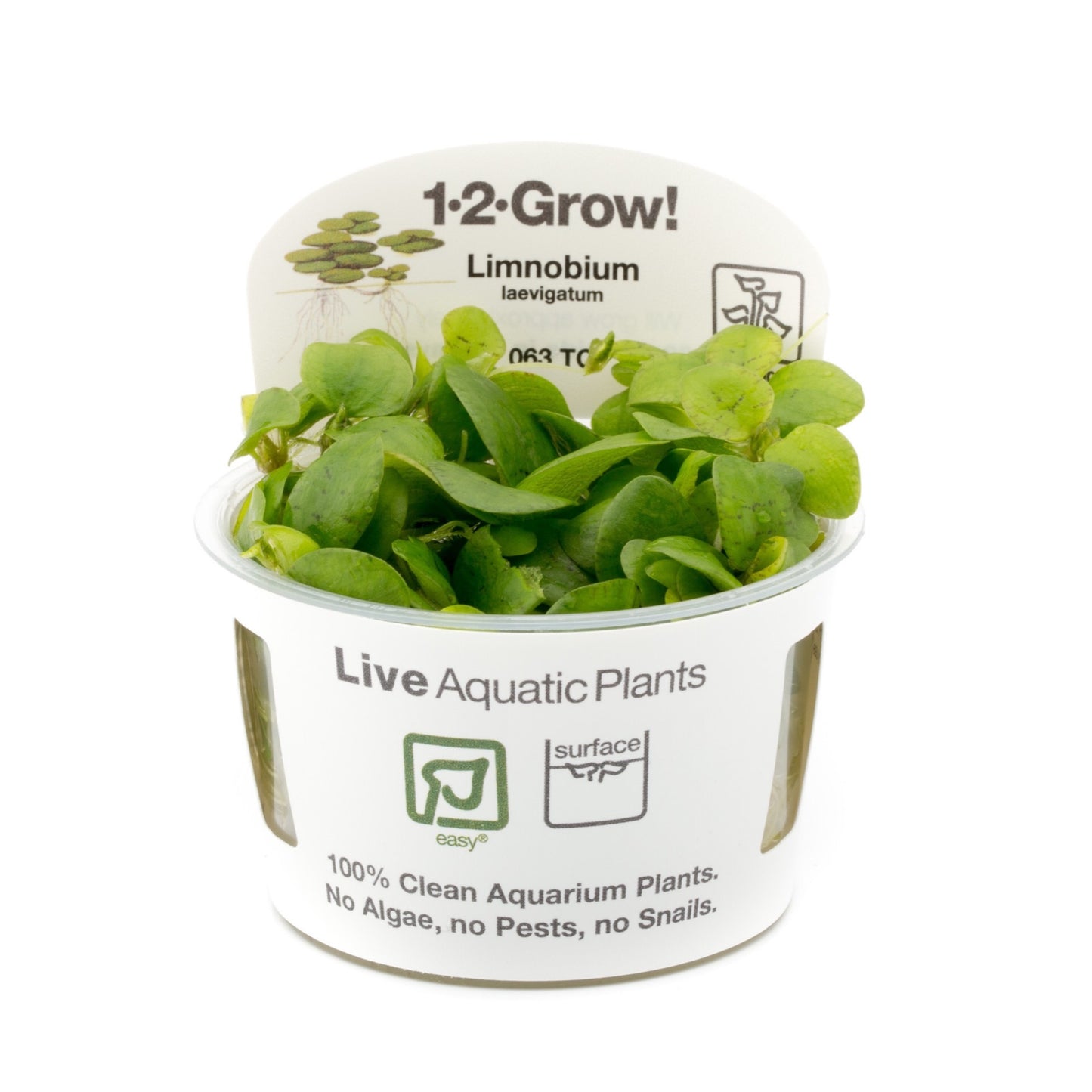 Tropica Limnobium laevigatum 1-2-Grow